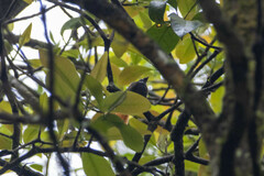 Rhipidura phoenicura