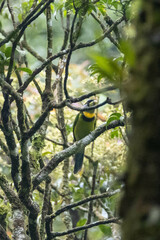 Psilopogon pyrolophus