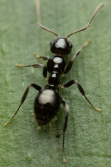 Prolasius convexus
