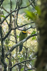 Psilopogon pyrolophus