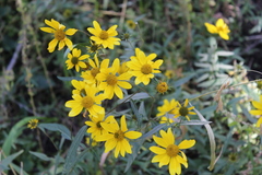 Helianthus porteri