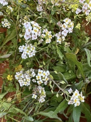 Phlegmatospermum cochlearinum