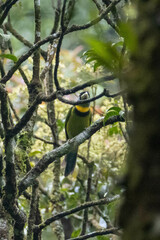 Psilopogon pyrolophus