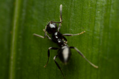 Prolasius convexus