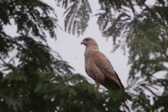 Buteogallus meridionalis