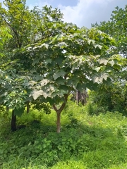 Sterculia urens