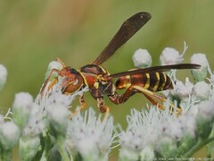 Polistes dorsalis