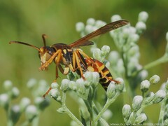 Polistes dorsalis