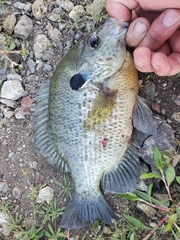 Lepomis microlophus