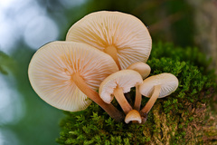 Flammulina mexicana