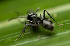 Teratomyrmex greavesi