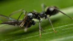 Teratomyrmex greavesi