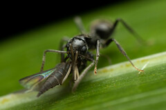 Teratomyrmex greavesi