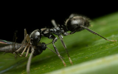 Teratomyrmex greavesi