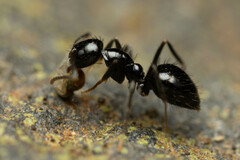 Nylanderia