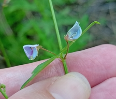 Desmodium paniculatum