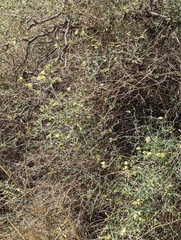 Scutellaria mexicana
