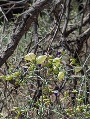 Scutellaria mexicana