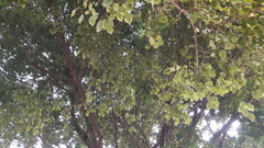 Acridotheres tristis