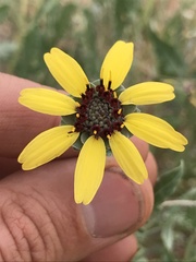 Berlandiera lyrata