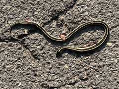Thamnophis elegans elegans