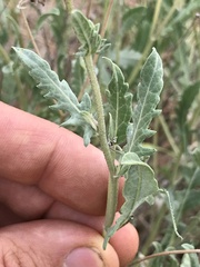 Berlandiera lyrata