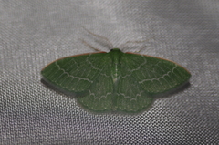 Synchlora