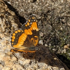 Chlosyne californica