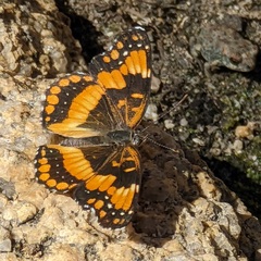 Chlosyne californica