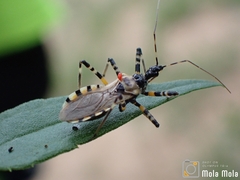 Sphedanolestes impressicollis