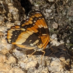 Chlosyne californica