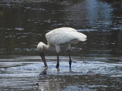 Platalea leucorodia