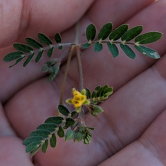 Kallstroemia