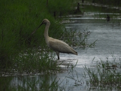 Platalea leucorodia
