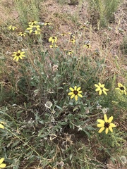 Berlandiera lyrata