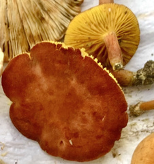 Phylloporus