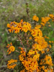 Dillwynia sericea