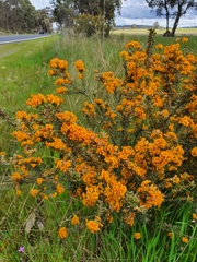 Dillwynia sericea