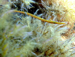 Stigmatopora narinosa