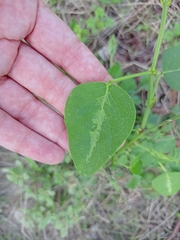 Desmodium tweedyi