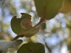 Paracraspis guadaloupensis