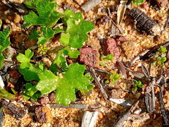 Hydrocotyle callicarpa