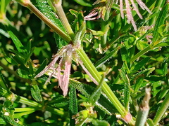 Opercularia turpis