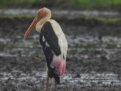 Mycteria leucocephala