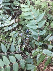 Berberis nervosa