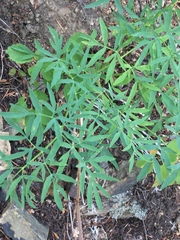 Lomatium brandegeei