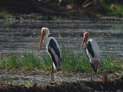 Mycteria leucocephala