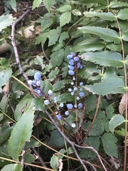 Berberis nervosa