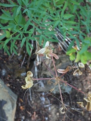 Lomatium brandegeei