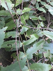 Berberis nervosa